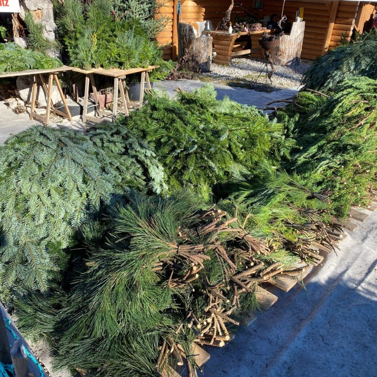Frische Zweige, Äste zum dekorieren in der Adventszeit aus eigenem Anbau "Frische-Dekozweige-Adventsschmuck-verschiedene-Sorten-zum-Adventskranz-binden"